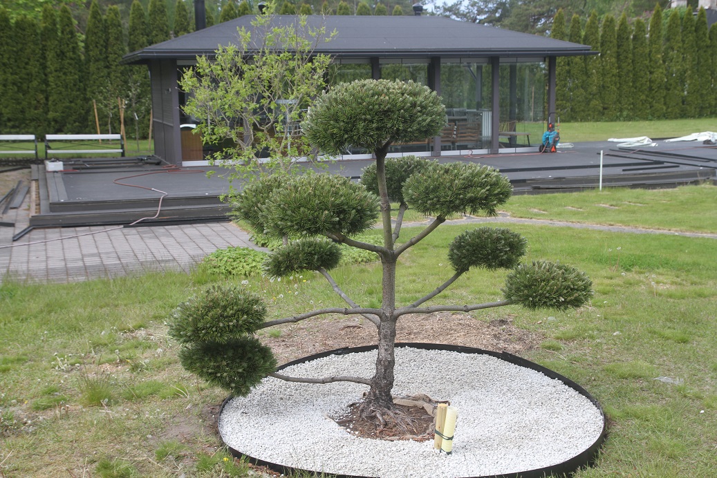Bonsai, Hanko